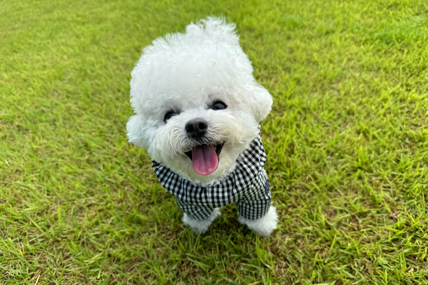 愛犬と宿泊